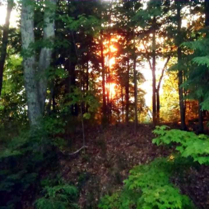 woods sunset