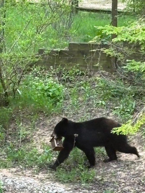 Bear Bird Feeder