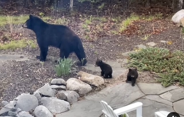 Bear and Cubs