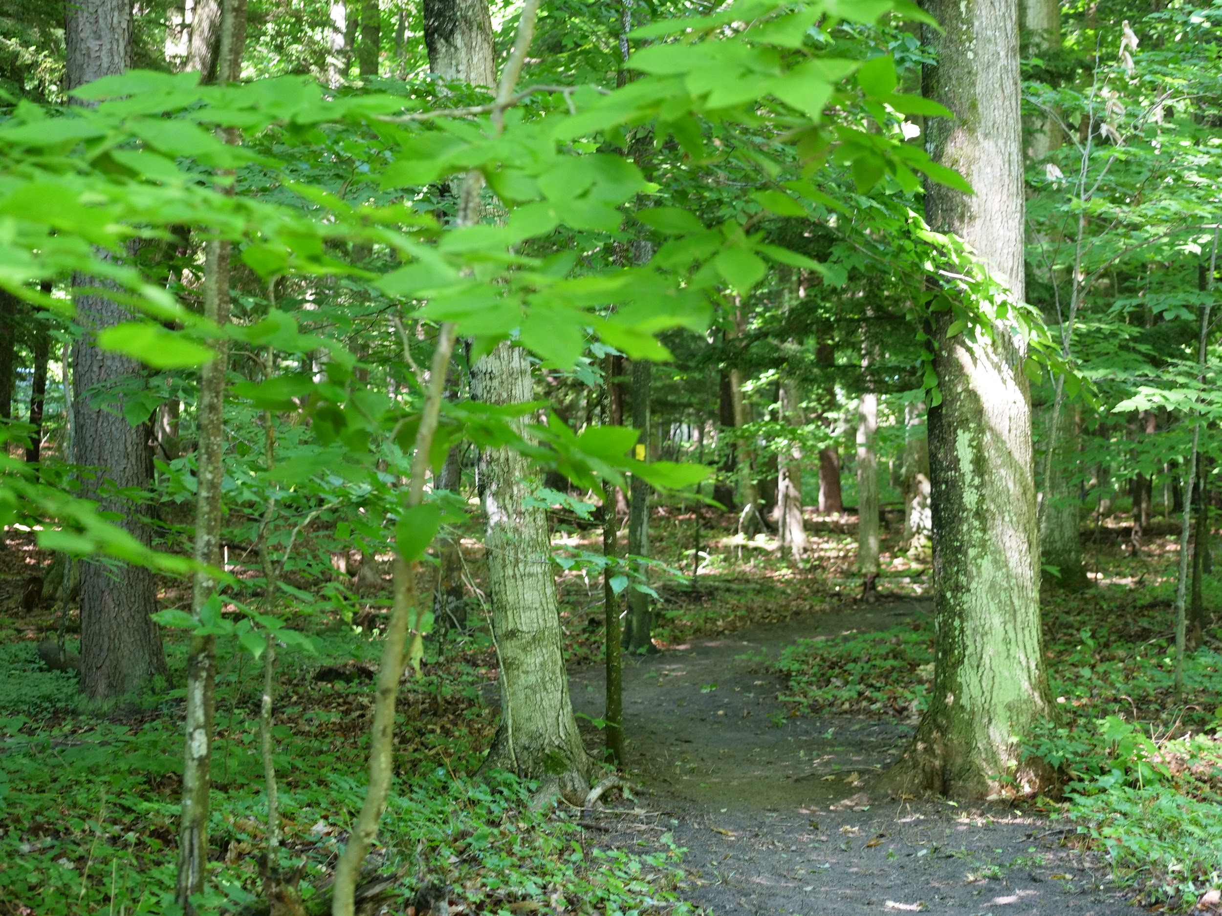 Path through trees